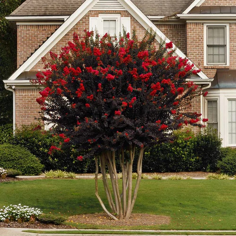 Индийски люляк Lagerstroemia indica 'Black Diamond Red Hot' – храст с червени цветове и тъмна зеленина
