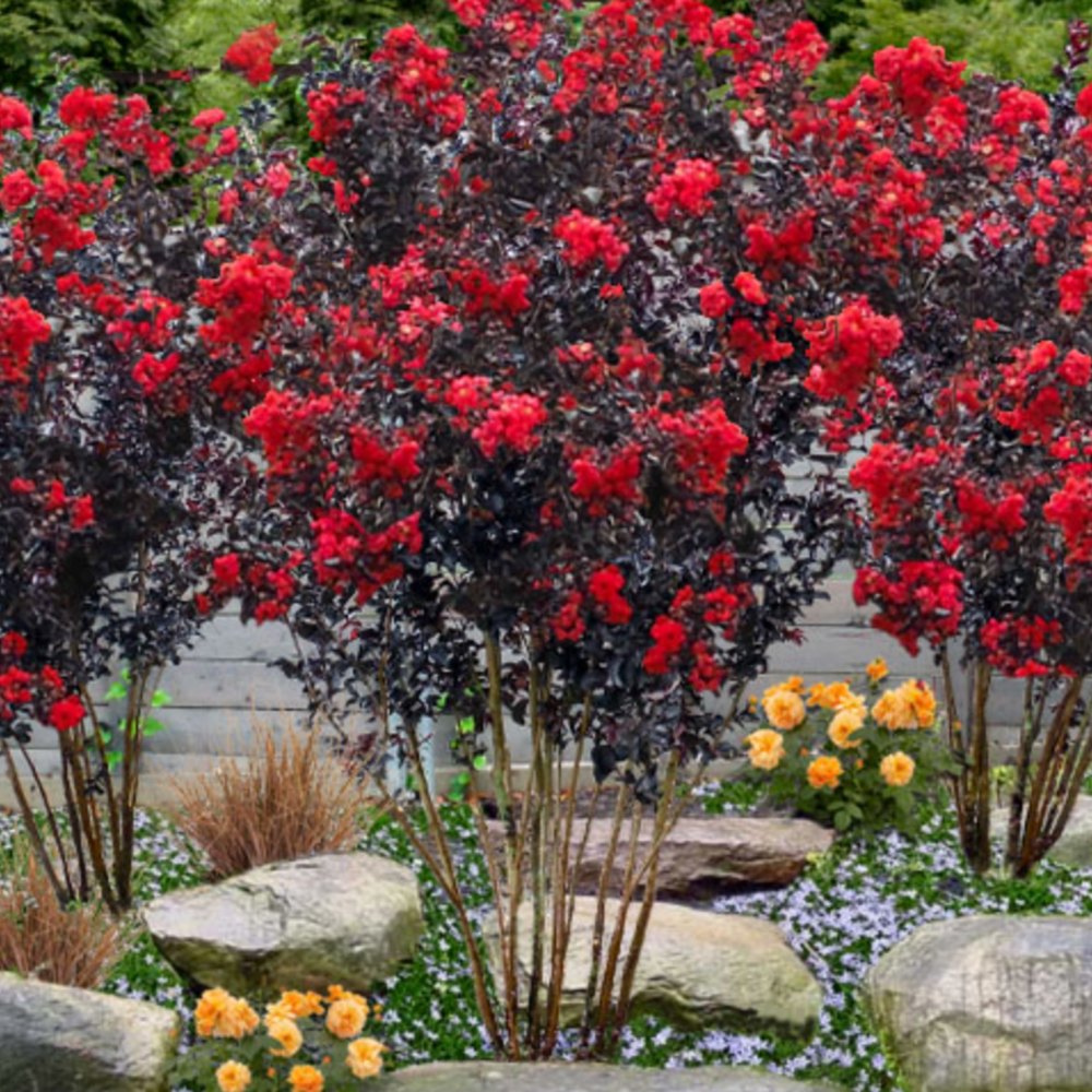 Индийски люляк Lagerstroemia indica 'Black Diamond Red Hot' – храст с червени цветове и тъмна зеленина