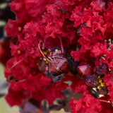 Индийски люляк Lagerstroemia indica 'Black Diamond Red Hot' – храст с червени цветове и тъмна зеленина