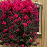 Индийски люляк Lagerstroemia indica 'Black Diamond Red Hot' – храст с червени цветове и тъмна зеленина