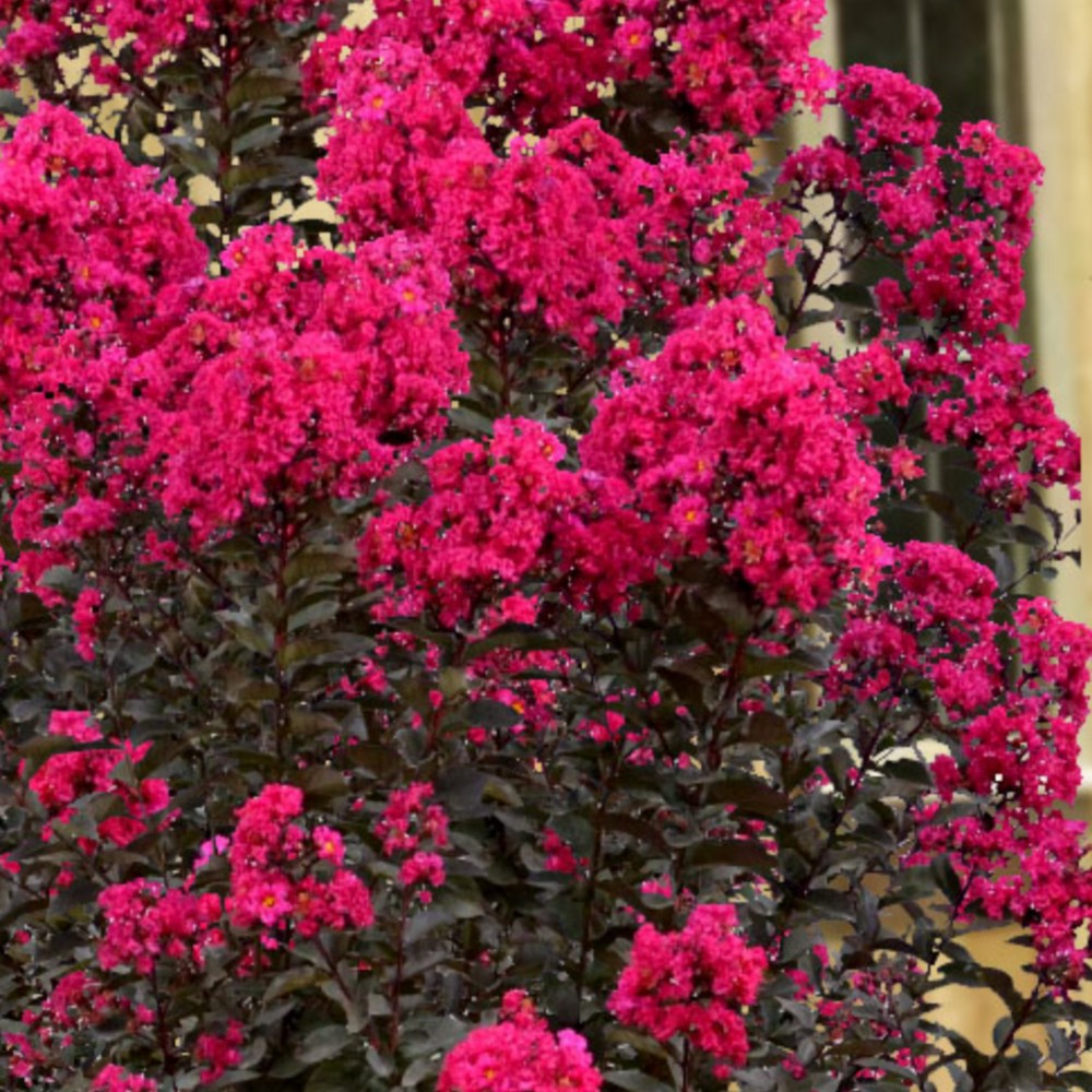 Индийски люляк Lagerstroemia indica 'Black Diamond Red Hot' – храст с червени цветове и тъмна зеленина