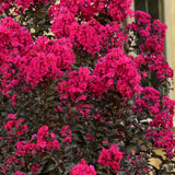 Индийски люляк Lagerstroemia indica 'Black Diamond Red Hot' – храст с червени цветове и тъмна зеленина