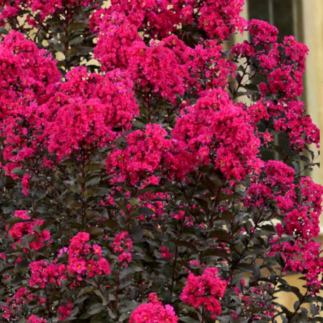Индийски люляк Lagerstroemia indica 'Black Diamond Red Hot' – храст с червени цветове и тъмна зеленина