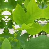 Лалово дърво колонновидно (Liriodendron tulipifera Fastigiata)