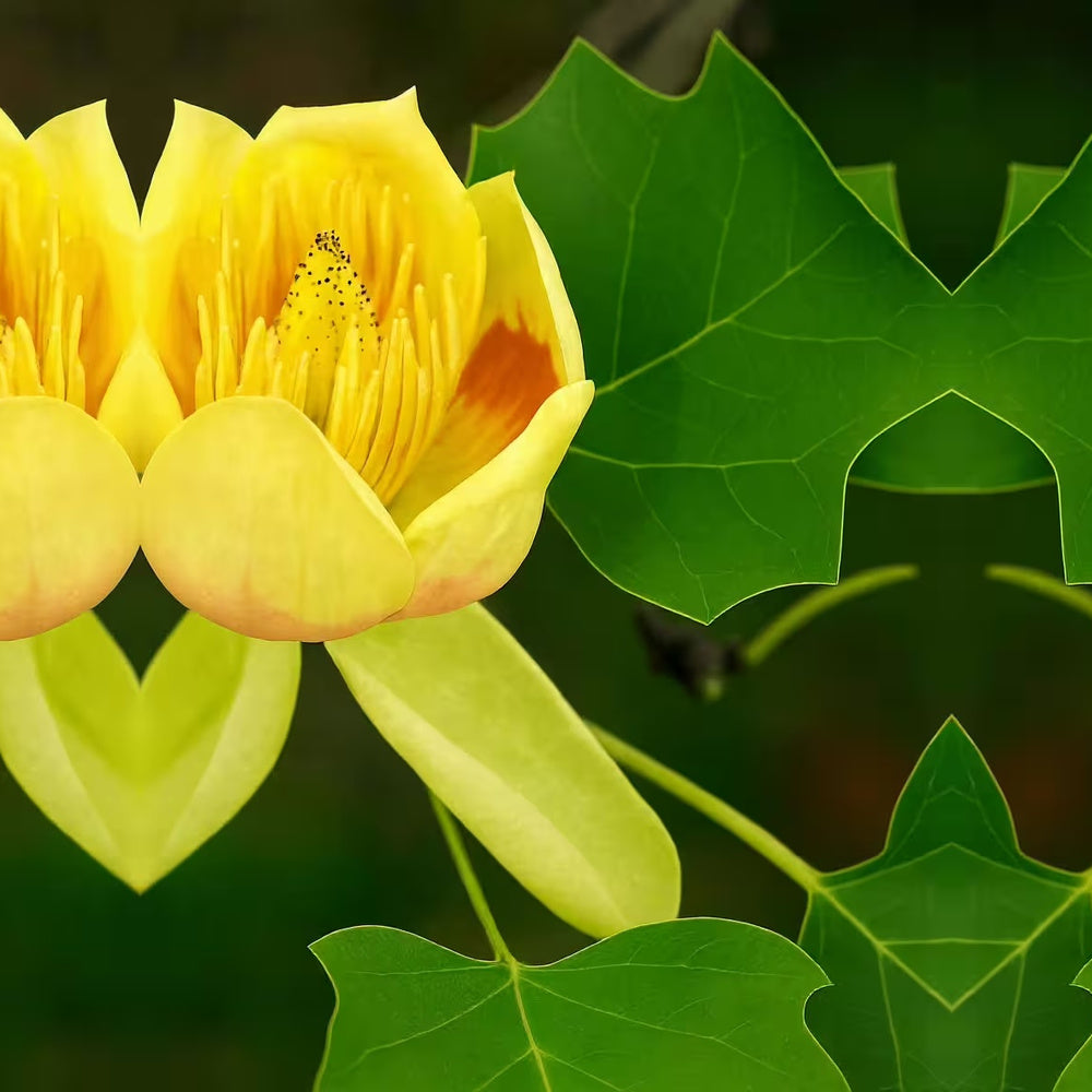 Лалово дърво колонновидно (Liriodendron tulipifera Fastigiata)