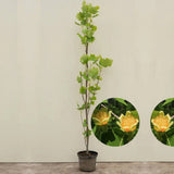 Лалово дърво колонновидно (Liriodendron tulipifera Fastigiata)