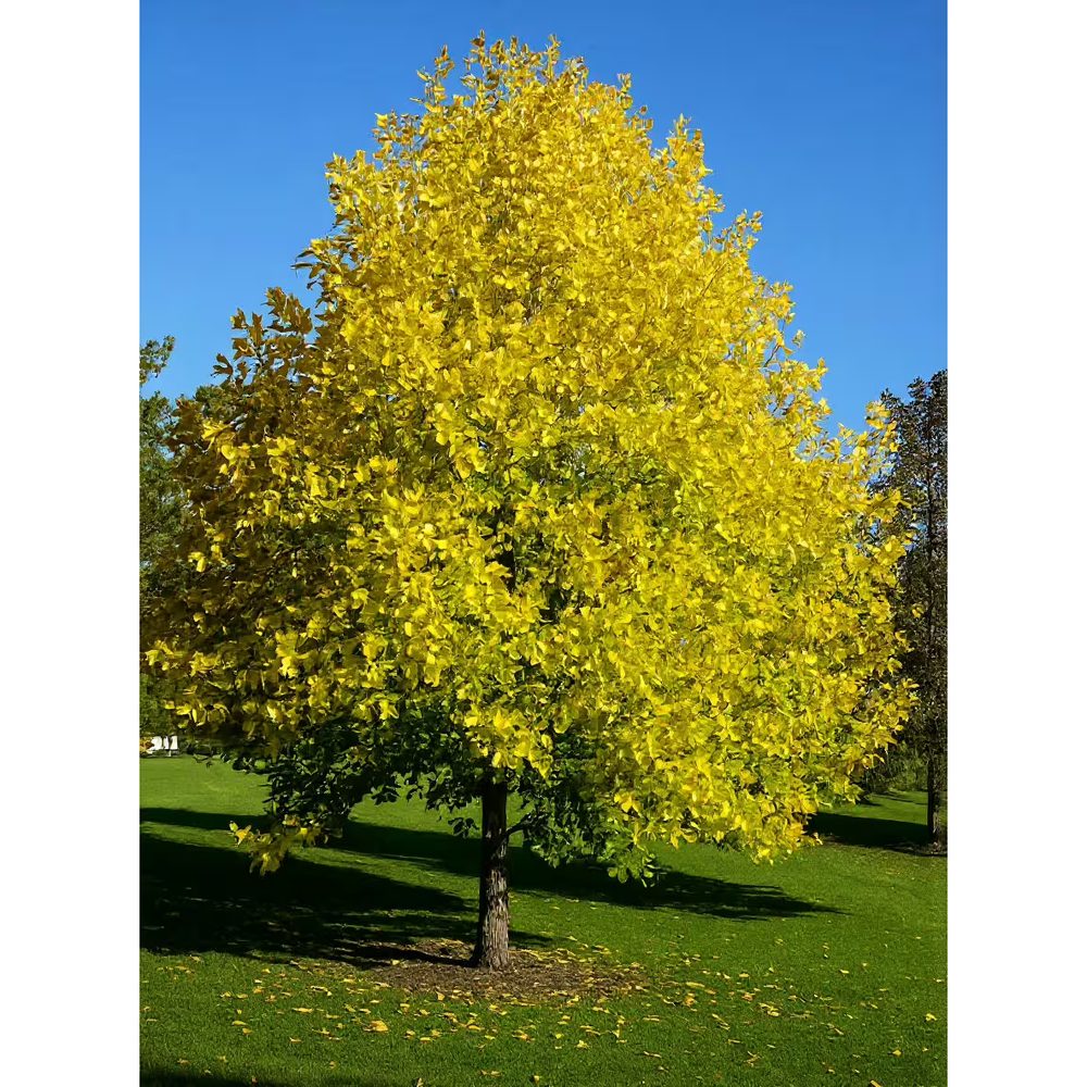 Лалово дърво (Liriodendron Tulipifera), с жълти цветове