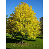 Лалово дърво (Liriodendron Tulipifera), с жълти цветове