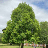 Arborele Lalea (Liriodendron Tulipifera), cu flori galbene in forma de lalea cu parfum discret, frunze lobate zimtate, crestere rapida