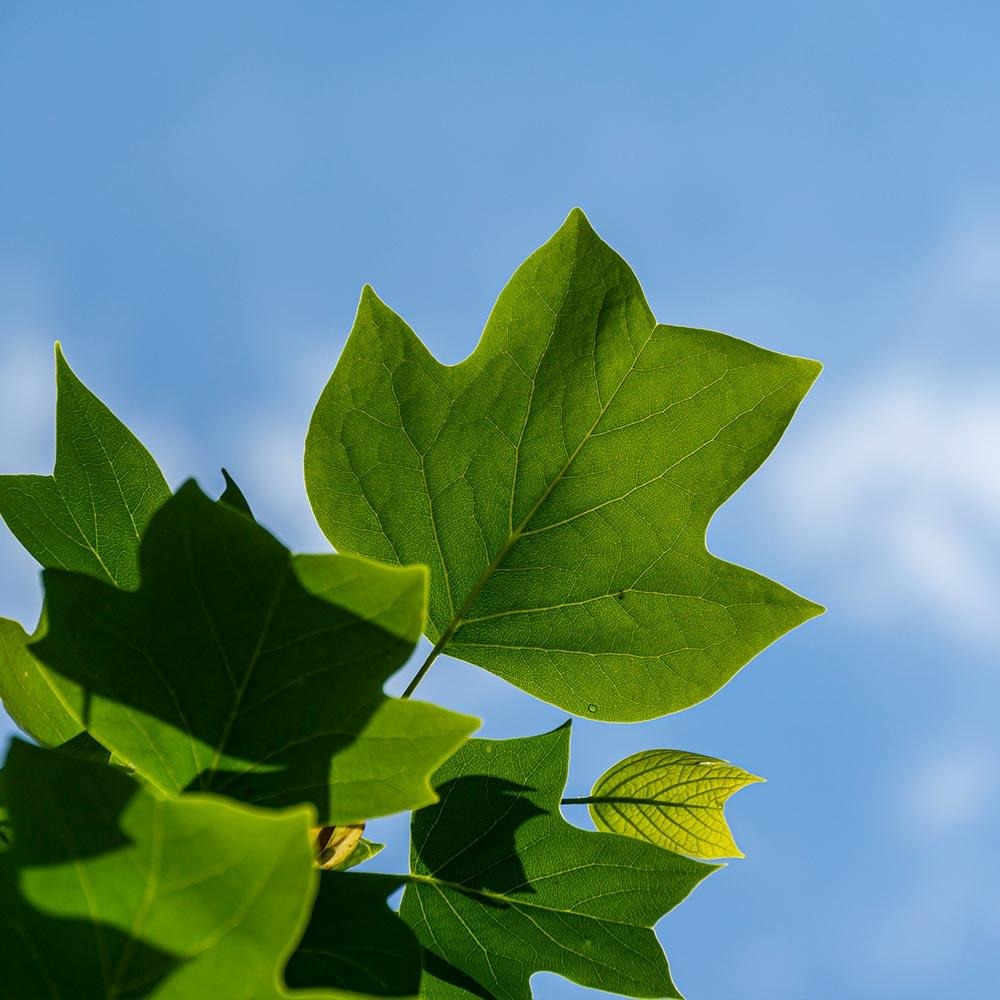 Arborele Lalea (Liriodendron Tulipifera), cu flori galbene in forma de lalea cu parfum discret, frunze lobate zimtate, crestere rapida