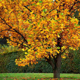 Arborele Lalea (Liriodendron Tulipifera), cu flori galbene in forma de lalea cu parfum discret, frunze lobate zimtate, crestere rapida