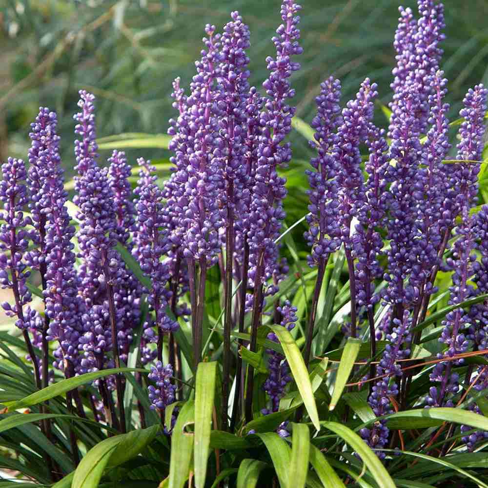 Декоративна трева Liriope muscari – многогодишно растение с лилави цветове и вечнозелена листна маса