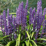 Декоративна трева Liriope muscari – многогодишно растение с лилави цветове и вечнозелена листна маса
