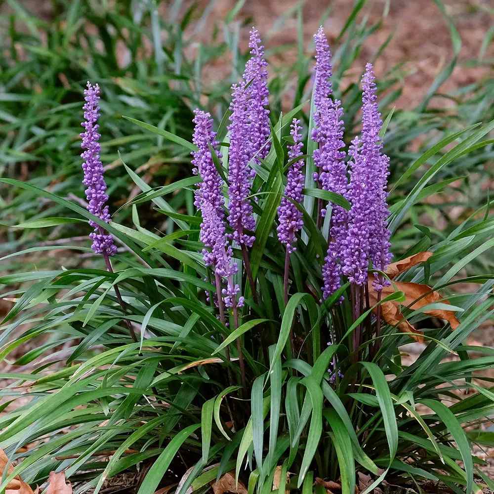 Декоративна трева Liriope muscari – многогодишно растение с лилави цветове и вечнозелена листна маса