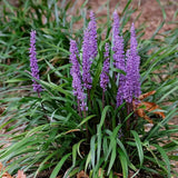 Декоративна трева Liriope muscari – многогодишно растение с лилави цветове и вечнозелена листна маса