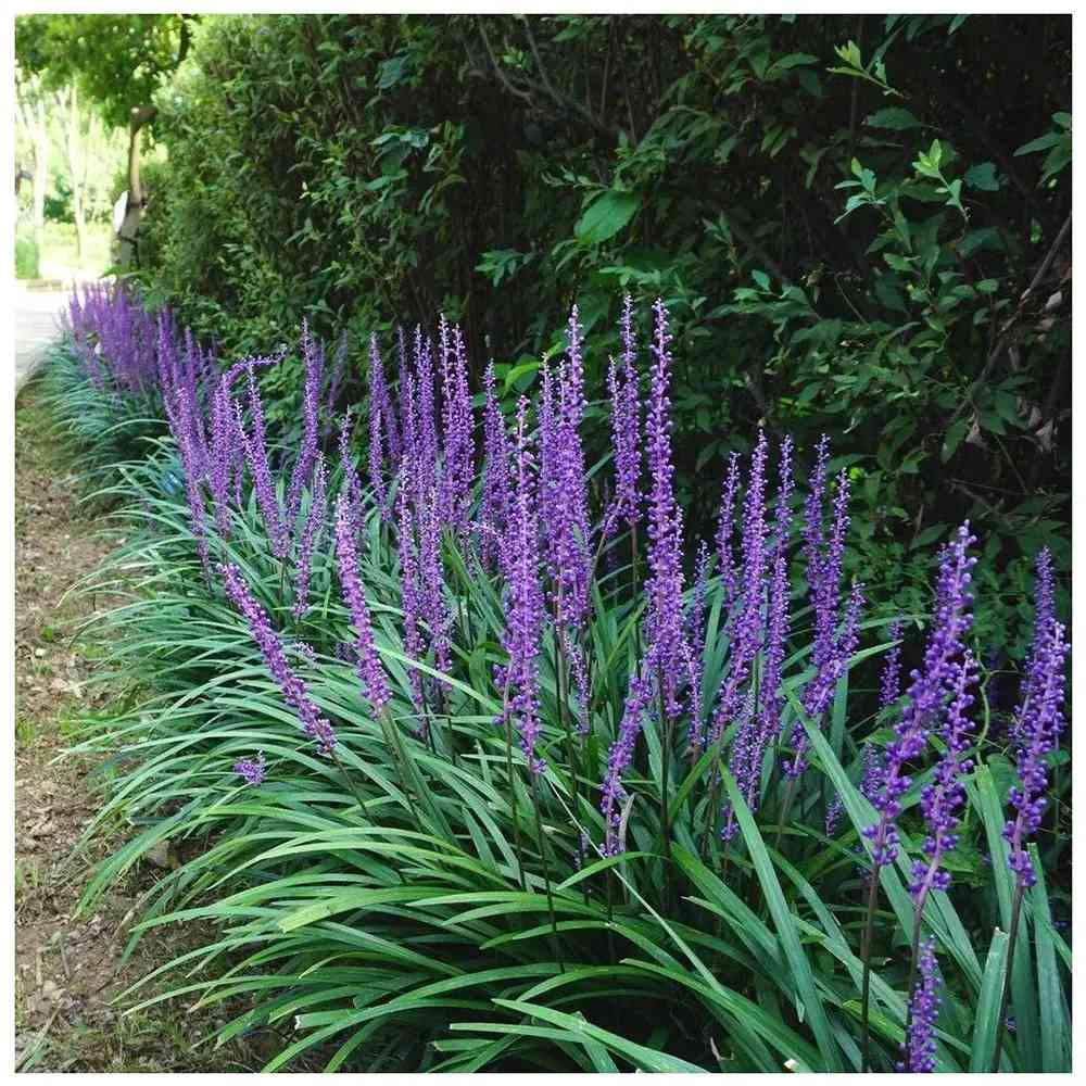 Декоративна трева Liriope muscari – многогодишно растение с лилави цветове и вечнозелена листна маса
