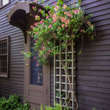 Орлови нокти (Lonicera) American Beauty, катерлива, ароматна, с розово-виолетови цветове, бързорастяща, студоустойчива