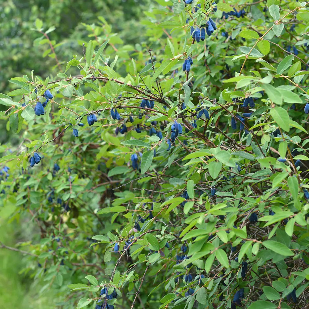 Afin Siberian (Lonicera caerulea Kamtschatica), Fructe albastre, unice, cu un gust dulce-acrisor deosebit