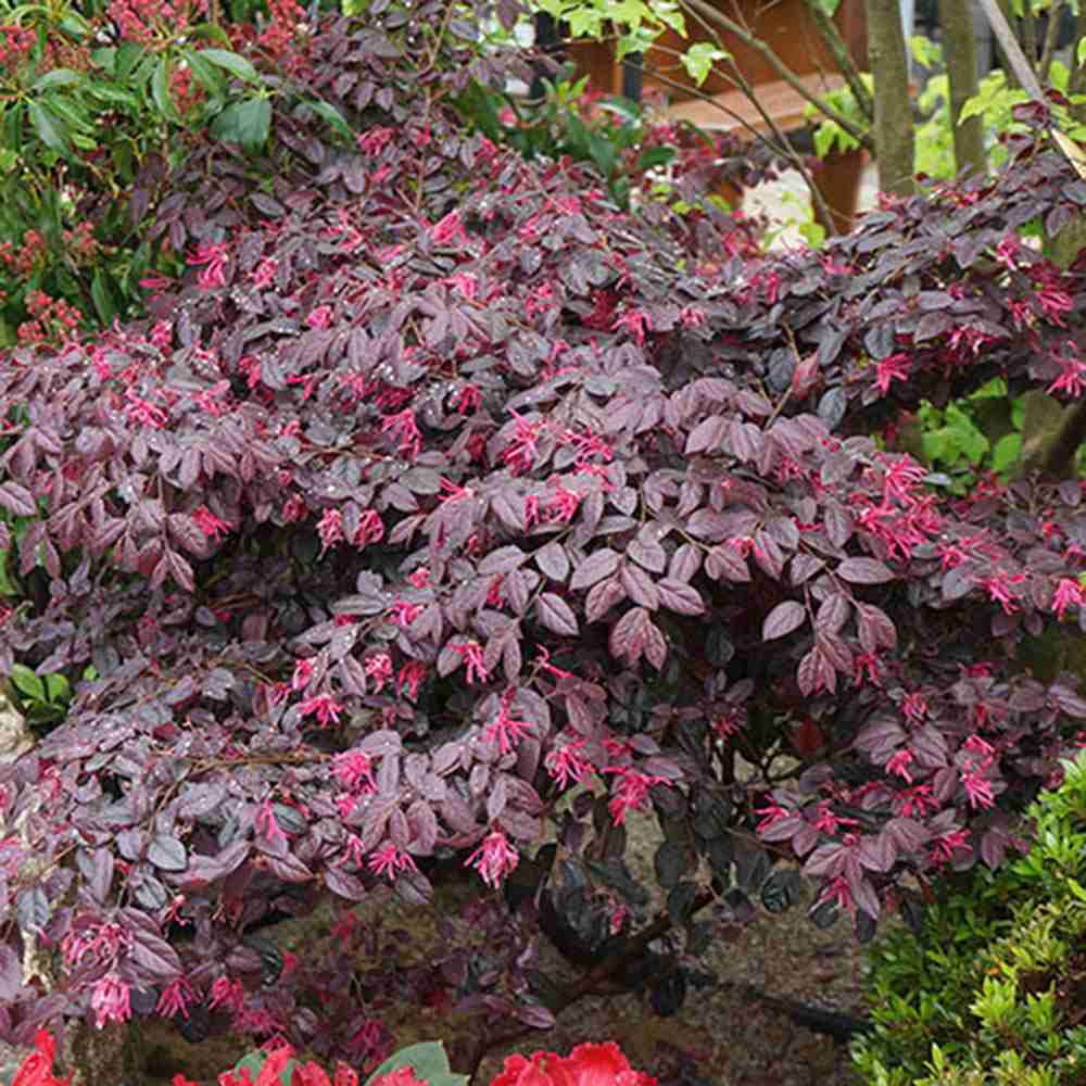 Alunul vrajitoarelor Chinezesc (Loropetalum) Black Pearl, cu flori violet-inchis, frunze negre, foarte decorativ