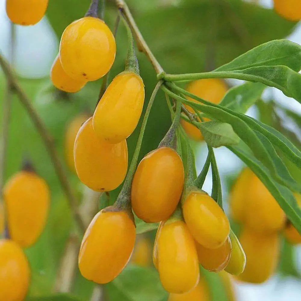 Goji Galben (Lycium Barbarum Giallo), cu fructe galbene vibrante, bogate in nutrienti si antioxidanti