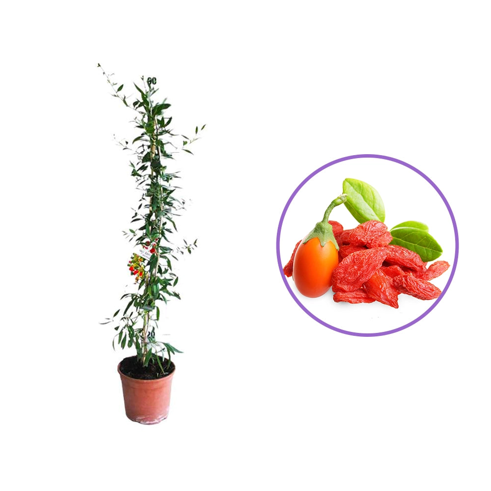 Goji Rosu (Lycium Barbarum Rosso), cu fructe rosii vibrante, bogate in nutrienti si antioxidanti