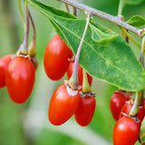 Goji Rosu (Lycium Barbarum Rosso), cu fructe rosii vibrante, bogate in nutrienti si antioxidanti