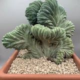 Кактус Myrtillocactus geometrizans f. cristata – скулптурна форма в синьо-зелено