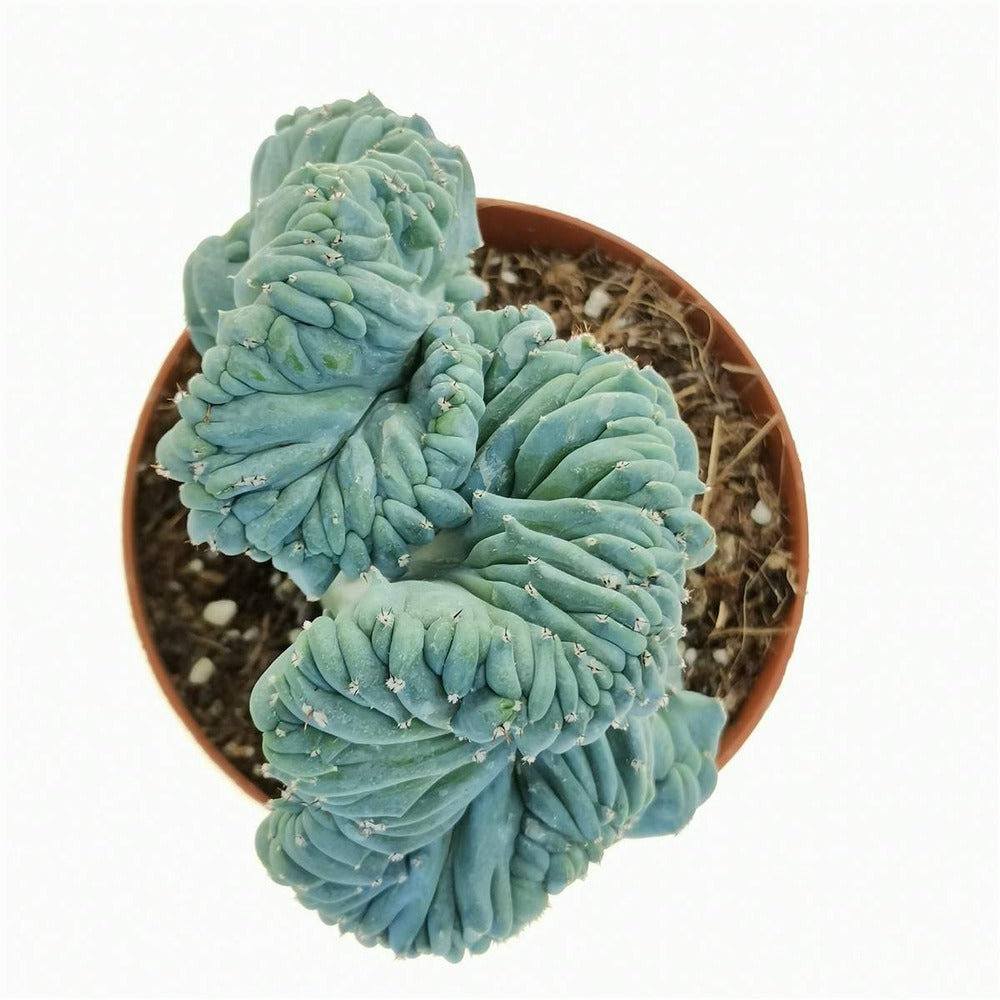 Кактус Myrtillocactus geometrizans f. cristata – скулптурна форма в синьо-зелено