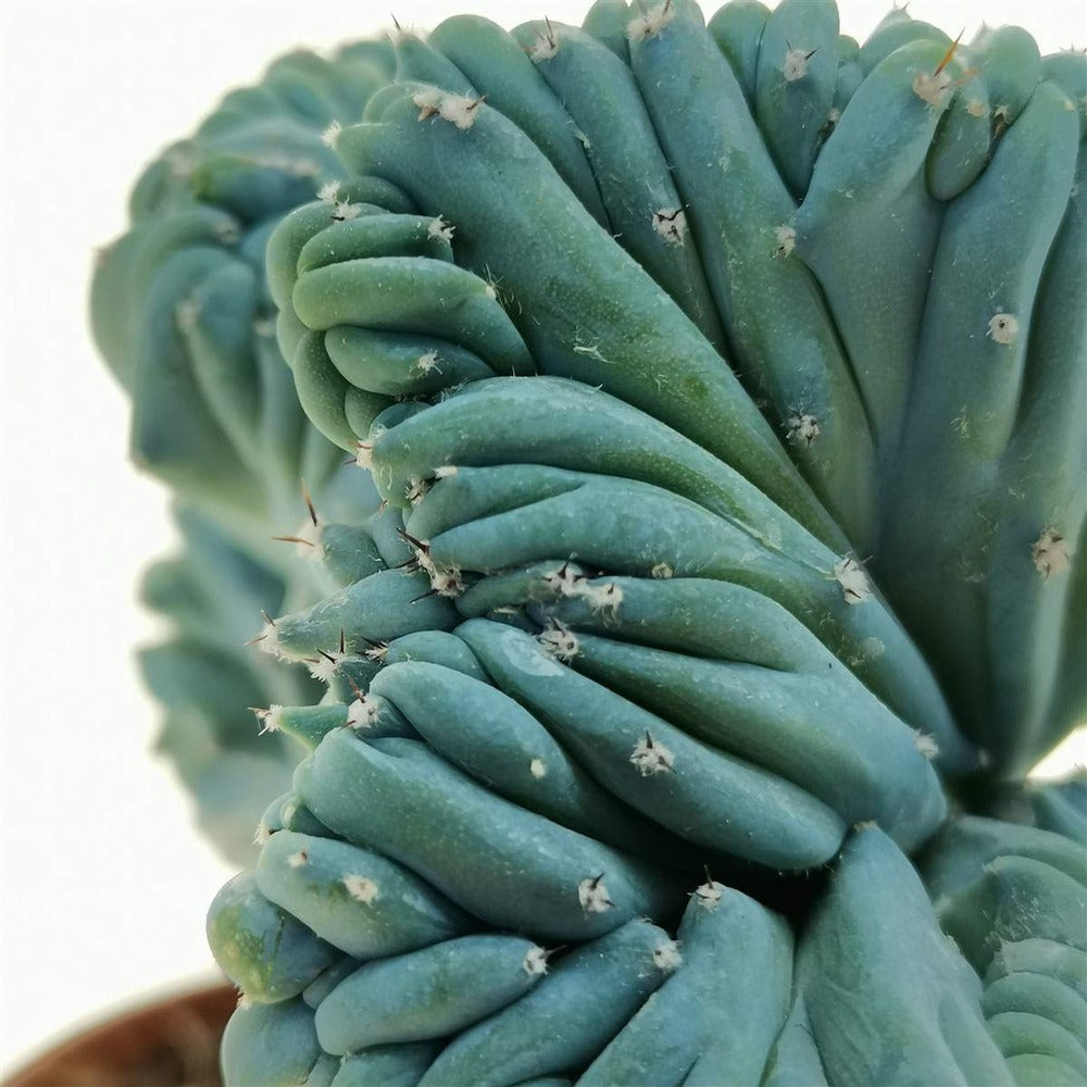 Кактус Myrtillocactus geometrizans f. cristata – скулптурна форма в синьо-зелено