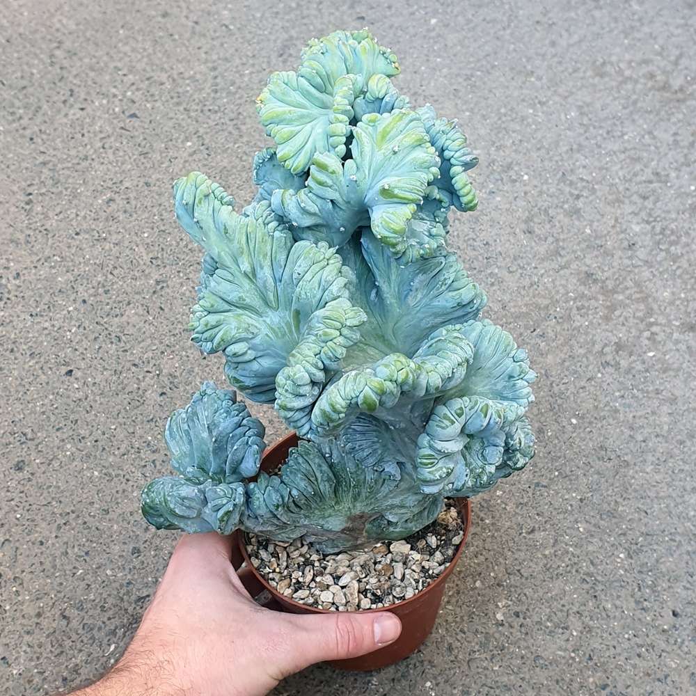 Син коралов кактус Myrtillocactus Geometrizans Cristata, 18 см, декоративен кактус за интериор с архитектурна форма