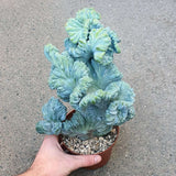 Син коралов кактус Myrtillocactus Geometrizans Cristata, 18 см, декоративен кактус за интериор с архитектурна форма