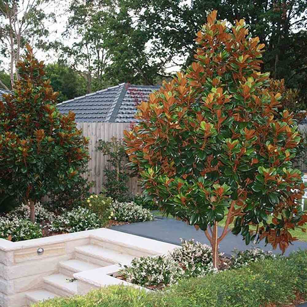 Magnolia Grandiflora Gallisoniensis Vesnic Verde, cu Flori Albe