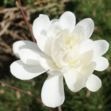 Magnolie Loebneri Wildcat, flori albe duble parfumate, arbust decorativ, rezistent frig