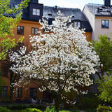 Magnolie Loebneri Wildcat, flori albe duble parfumate, arbust decorativ, rezistent frig