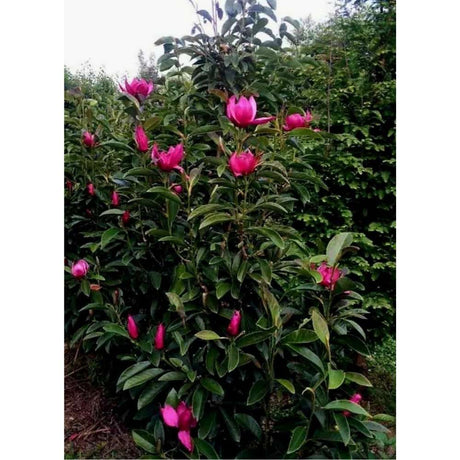 Magnolie Pink Pyramid PBR, arbust ornamental cu flori roz piramidale, foarte rar de gasit