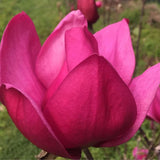 Magnolie Pink Pyramid PBR, arbust ornamental cu flori roz piramidale, foarte rar de gasit