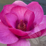 Магнолия Black Tulip, тъмновиолетови цветове като лале, много рядък сорт