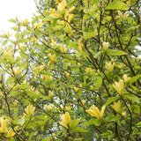 Magnolia Daphne, cu flori galbene