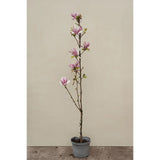 Magnolie Galaxy, tip copac, flori roz urias cu inflorire abundenta, arbore de gradina