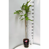 Magnolie Soulangeana, tip copac, flori mari roz alb, arbore clasic ornamental