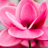 Магнолия Watermelon PBR, с ярки розови ароматни цветове, изключително декоративна