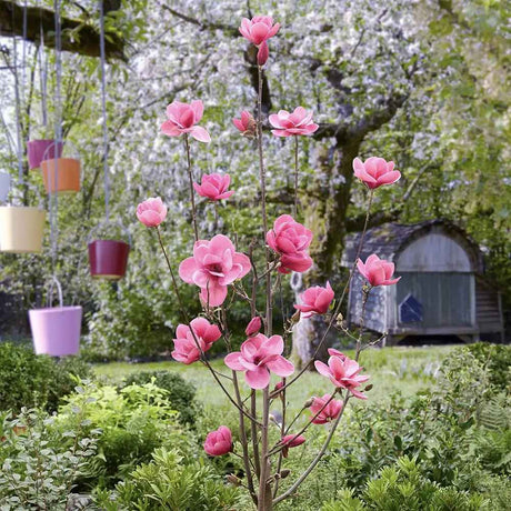 Magnolia Watermelon PBR cu flori roz pepene, parfumate, decorativa 3-5 m, rezistenta la frig