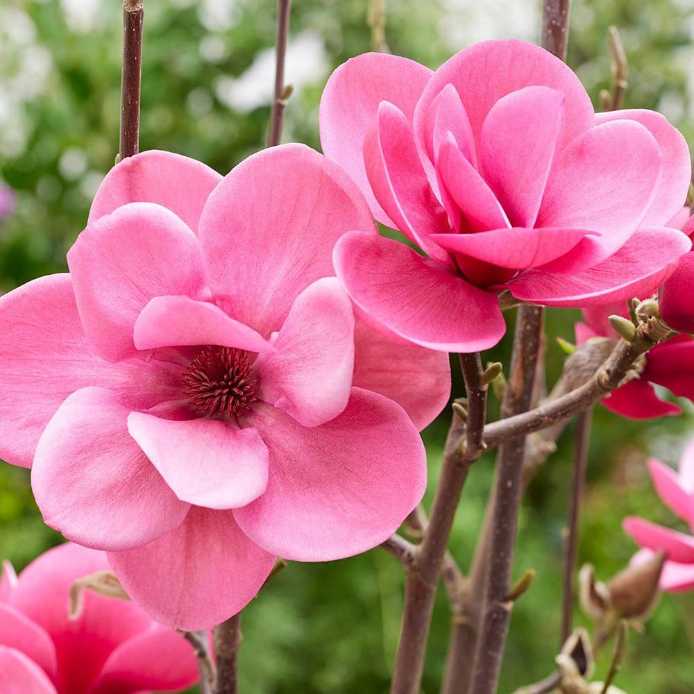 Магнолия Watermelon PBR, с ярки розови ароматни цветове, изключително декоративна