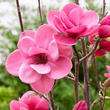 Магнолия Watermelon PBR, с ярки розови ароматни цветове, изключително декоративна