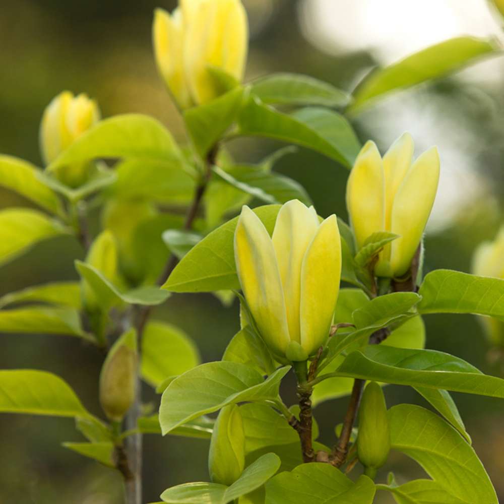 Magnolie Yellow River, flori galbene parfumate, arbust ornamental exotic