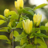 Magnolie Yellow River, flori galbene parfumate, arbust ornamental exotic