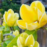 Magnolie Yellow River, flori galbene parfumate, arbust ornamental exotic