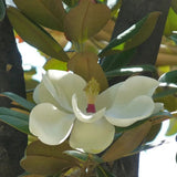 Магнолия Grandiflora 'Purpan' – вечнозелено дърво с едри ароматни бели цветове