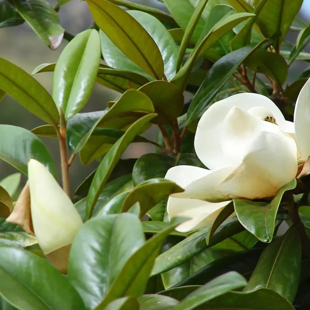 Магнолия Grandiflora 'Purpan' – вечнозелено дърво с едри ароматни бели цветове