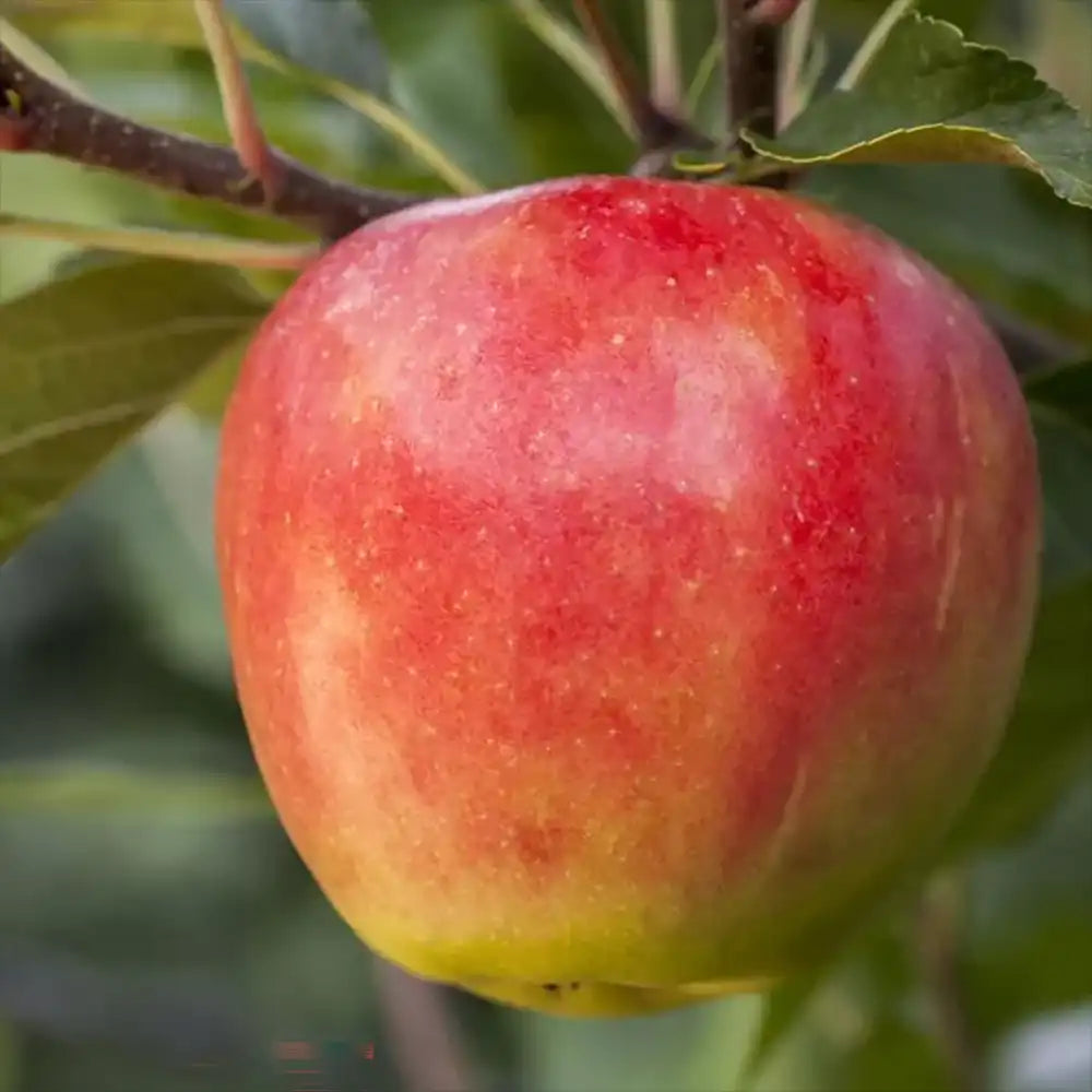 Mar (Malus) Santana, cu fructe rosii dulci-acrisor, an 2 pe rod